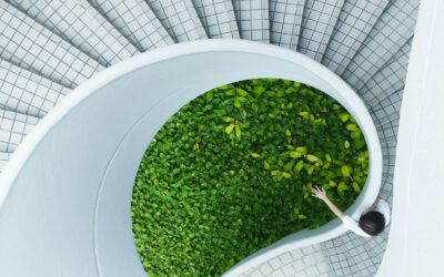 Nachhaltige Digitalisierung – Grüne IT-Strategien für den Mittelstand